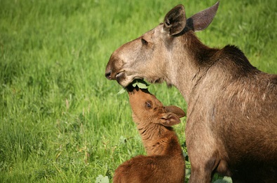 Good year for moose hunters according to Saskatchewan Environment official