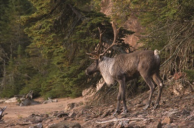 Progress Being Made on Caribou Protection