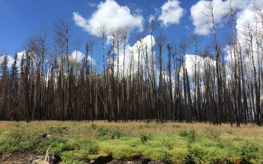 Signs of vegetation in burn area near Weyakwin