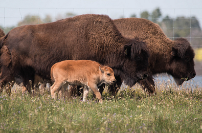 U of S researchers make strides in repopulating wood bison herd