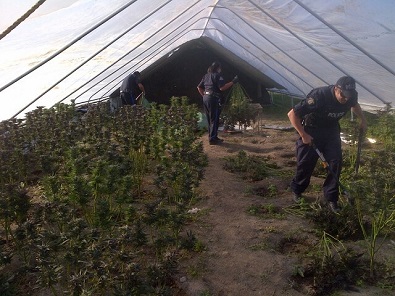 Major marijuana bust on Little Black Bear First Nation