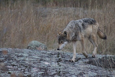 Mine worker recovering after wolf attack