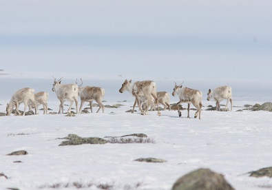 Caribou management board calls for harvesting numbers