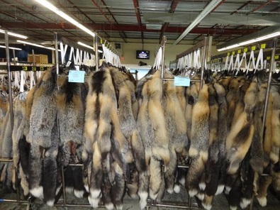 Falling fur prices