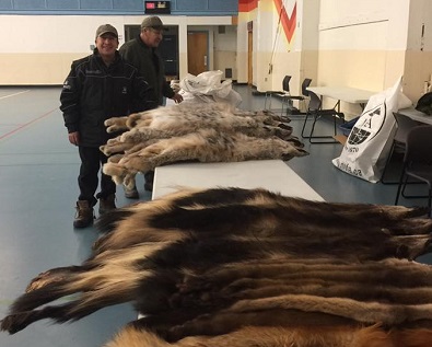 Trapper’s Table organizer pleasantly surprised by fur prices and turnout at annual event