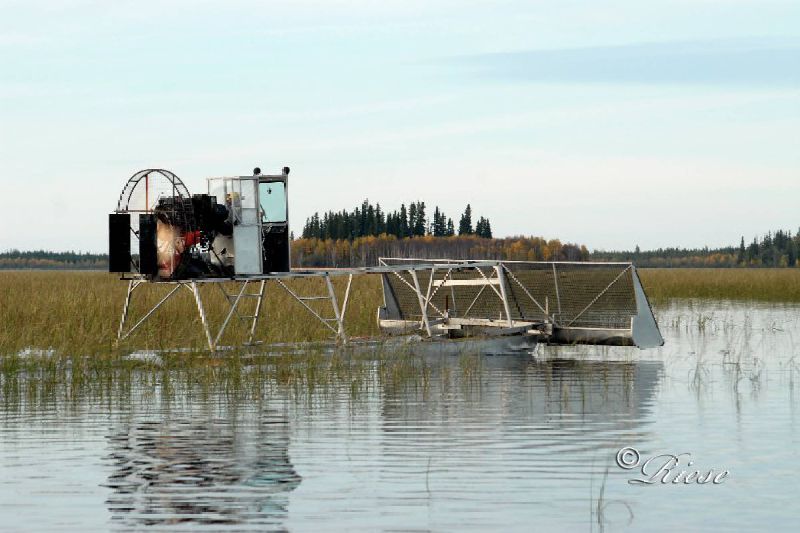 Sask. wild rice producers facing increased crop insurance premiums