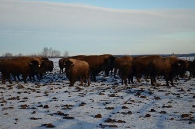 Wanuskewin and Co-op launch new bison food product line