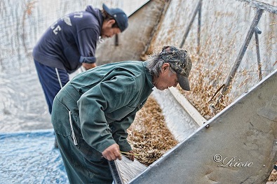 Changes coming to wild rice permits and licenses