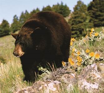 Bear encounters on the rise