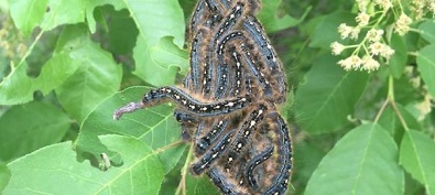 Tent caterpillar cycle almost through for the year