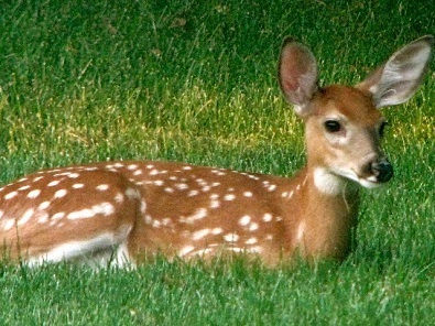 Wildlife officials say leave young animals in wild alone