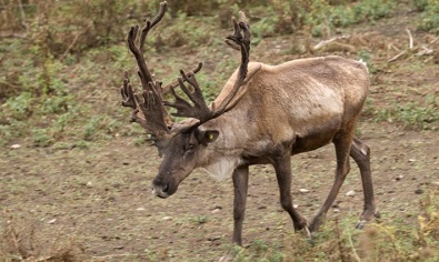 Sask. gov to continue developing recovery efforts for woodland caribou