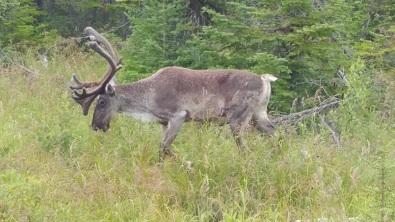 Province about to release proposed caribou protection plan
