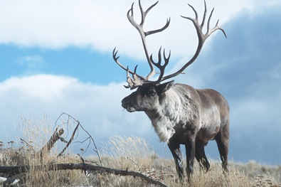 Northerners meet to discuss declining caribou