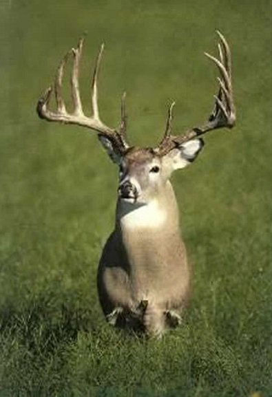 New cases of CWD found in Saskatchewan