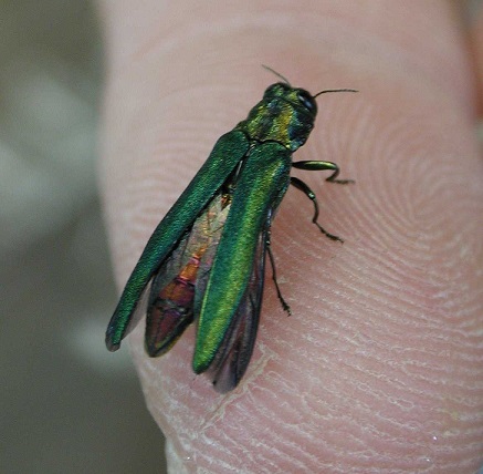 Government bugged over spread of ash borer beetle