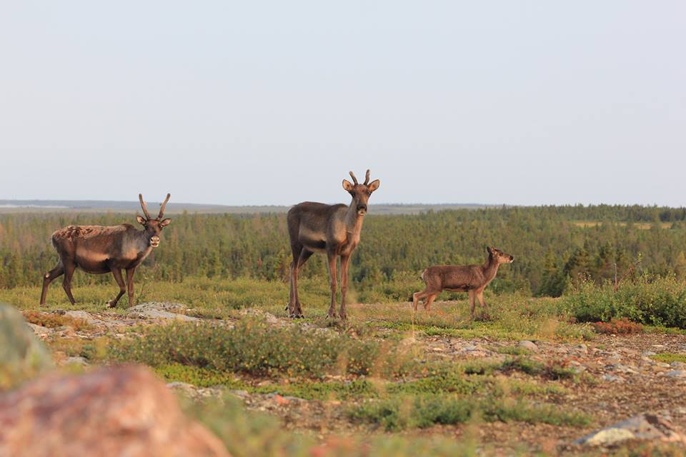 NWT officials in Saskatchewan’s far north to discuss barren ground caribou
