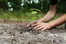 First Nations youth to go back on the land to learn about forestry