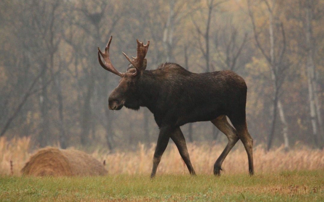 CWD testing program continues in Saskatchewan