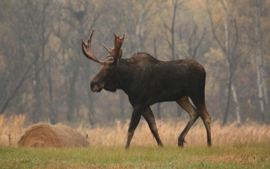 Loon Lake man guilty of selling wildlife