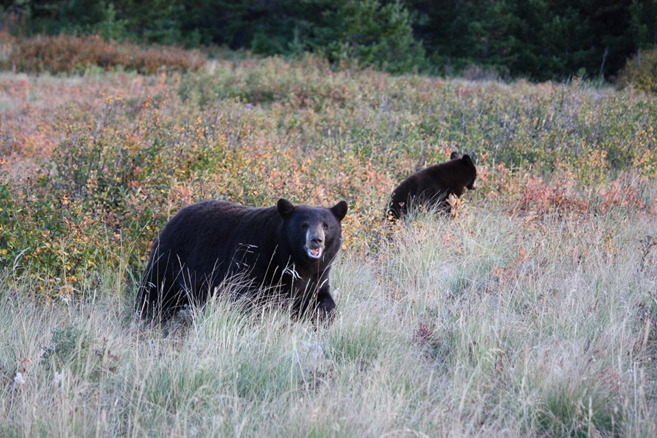 RCMP kill wandering bear in La Loche