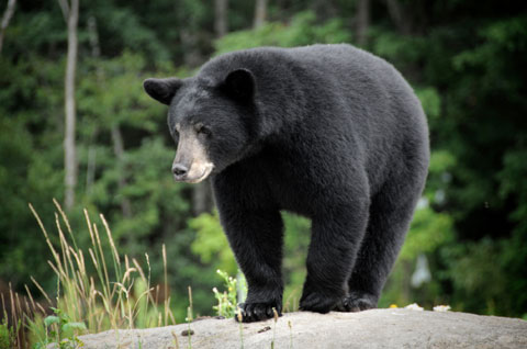 Bear enters Stanley Mission home