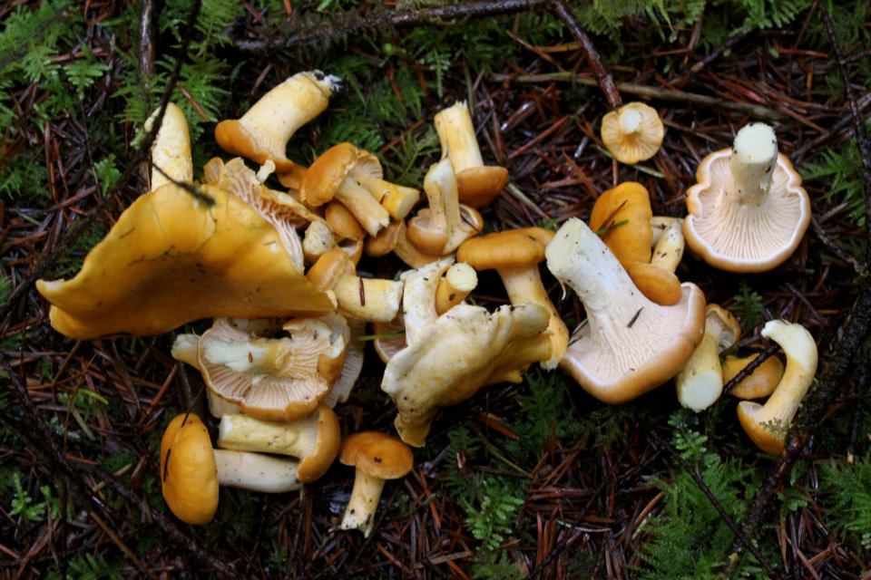 Bumper crop for chanterelle mushrooms in northern Sask.
