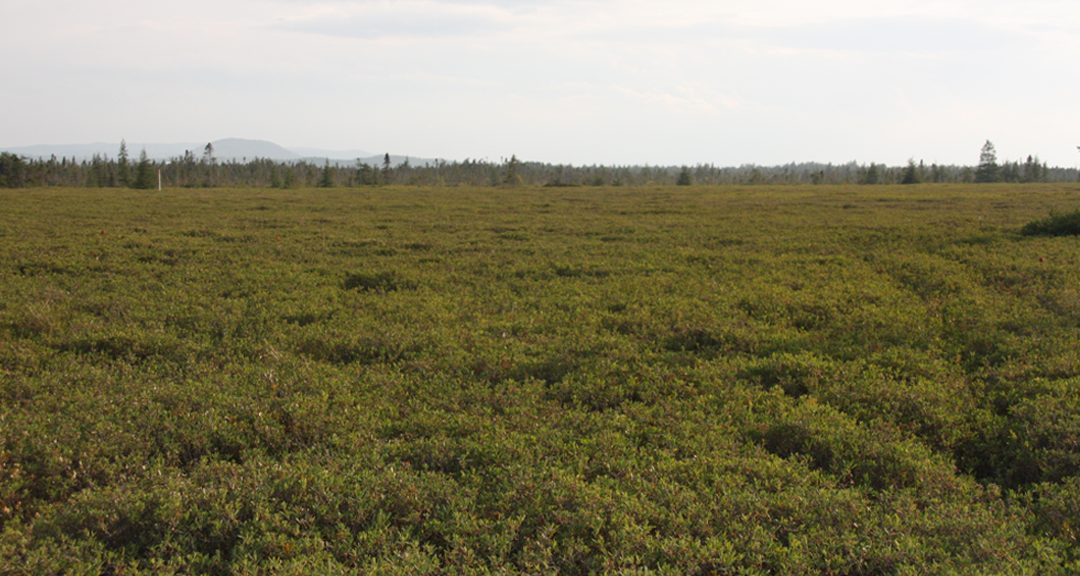 LLRIB opposed to local peat moss development