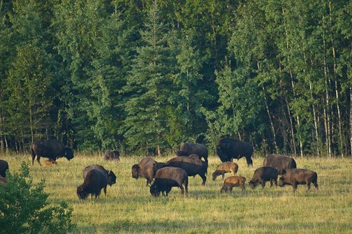 P.A National Park feeling good about future of bison