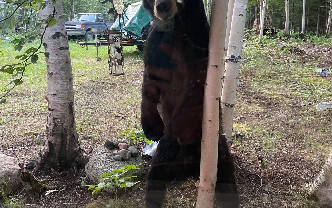 La Ronge conservation officers dealing with black bears in residential areas