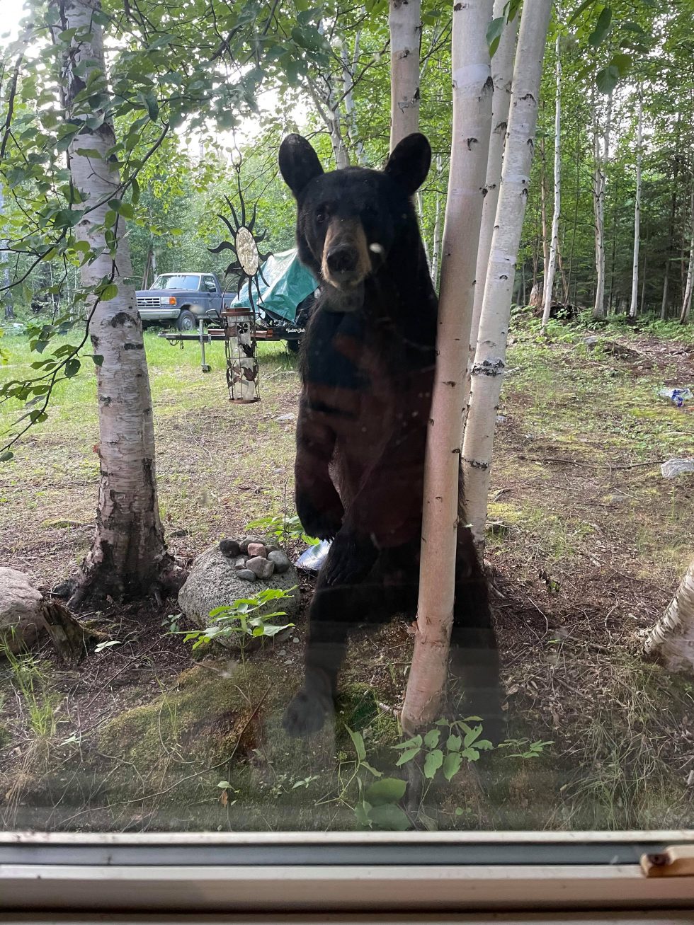 La Ronge conservation officers dealing with black bears in residential