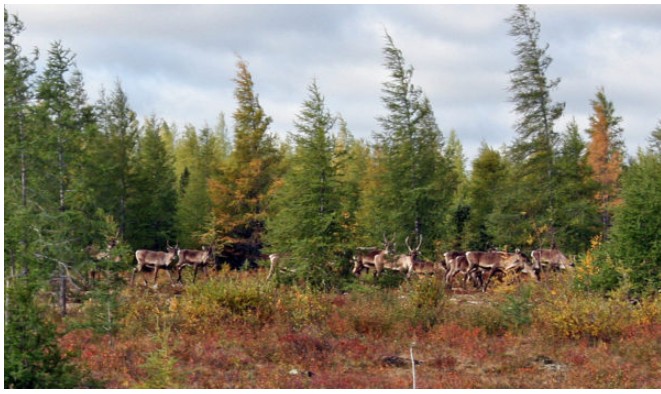 Caribou board seeking government funding with new management agreement