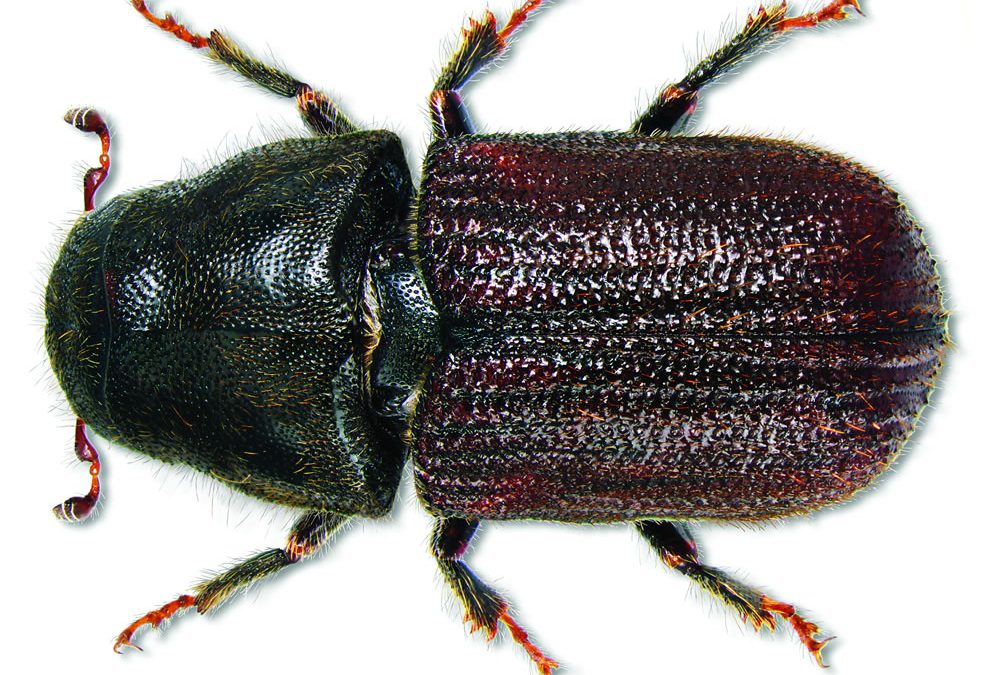 Sask. to invest to prevent Mountain Pine Beetle from migrating to northern boreal forests