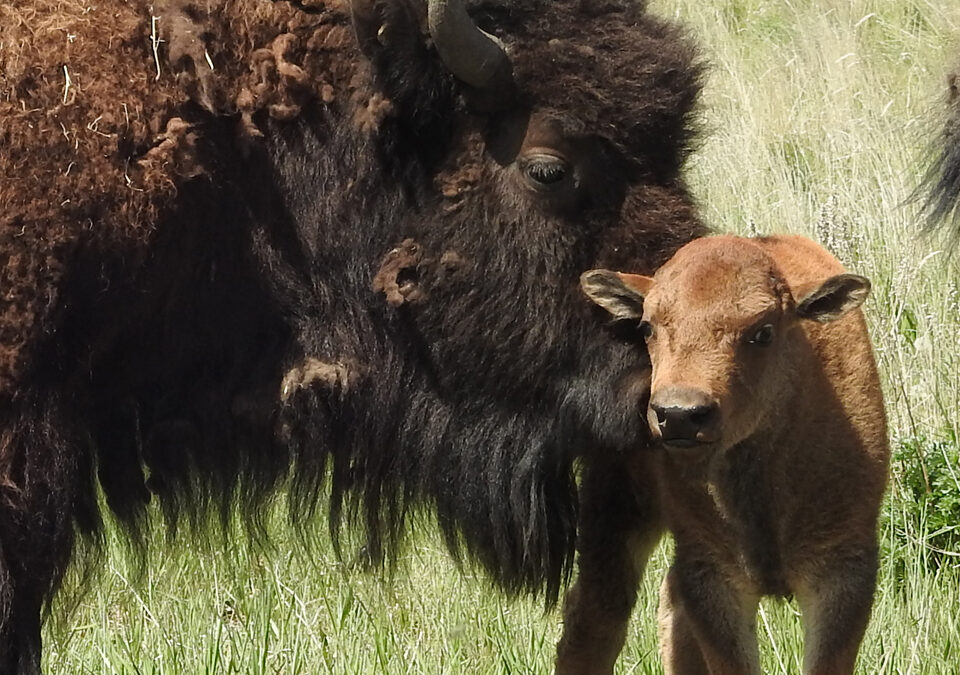 Wanuskewin welcomes birth of 6 baby bison