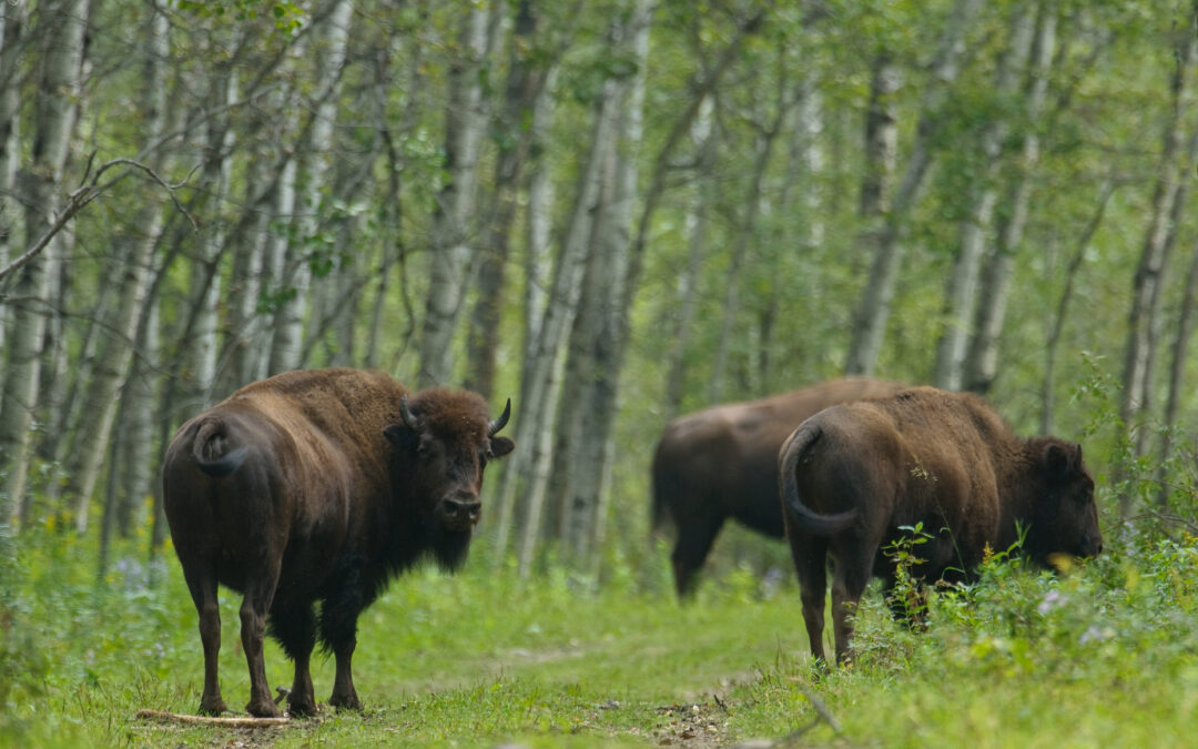 Anthrax not impacting bison at P.A. National Park, but other challenges remain