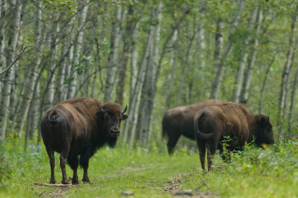 anthrax-not-impacting-bison-at-p-a-national-park-but-other-challenges