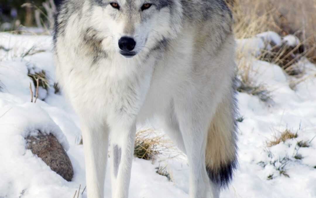 Increased wolf sightings in La Ronge area