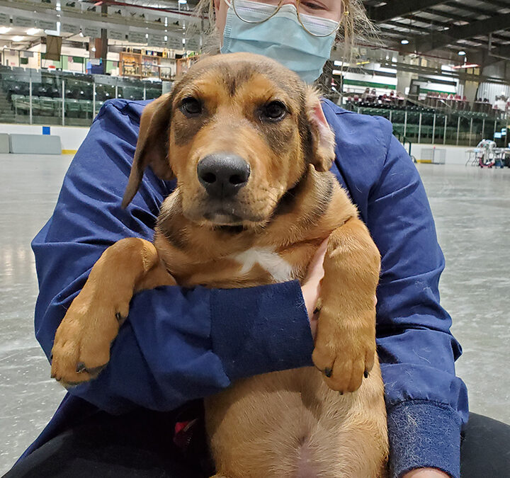 An upcoming spring veterinary clinic is returning to La Ronge this month.