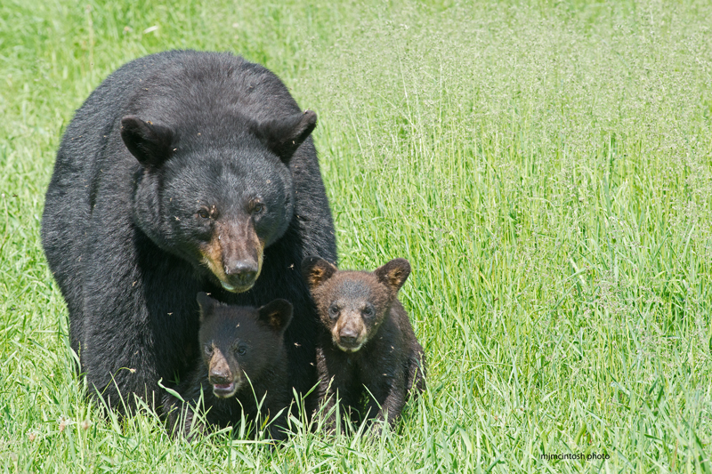 Province warns public to be bear aware this spring