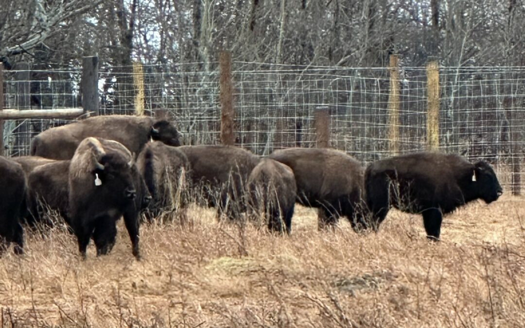 Bison successfully transferred to Batoche