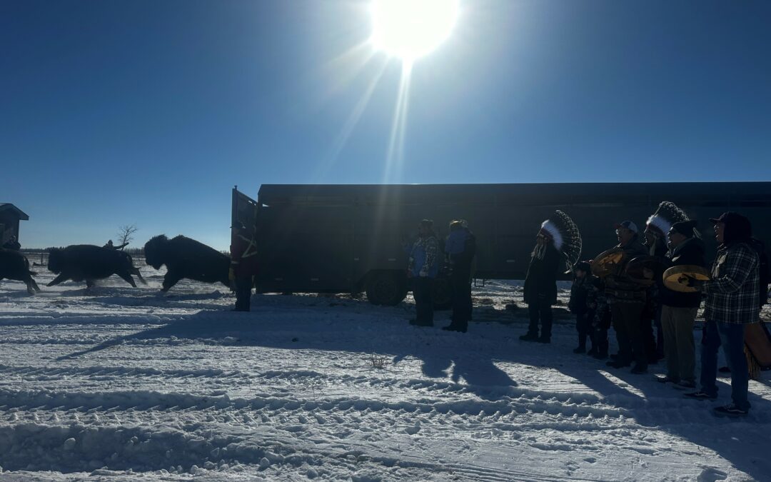 22 bison reintroduced to Witchekan Lake First Nation