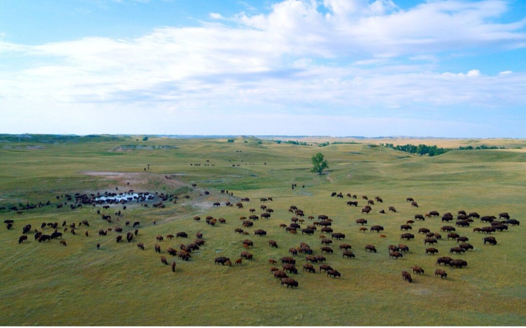 Cree filmmaker’s documentary explores ‘buffalo justice’ and a vision for herds returning