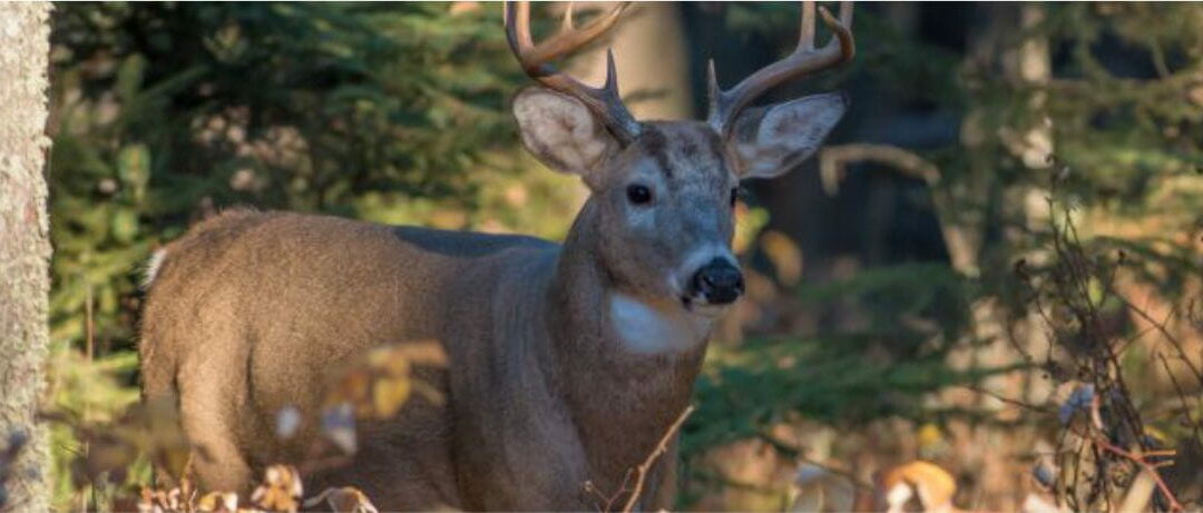The Province Shares Chronic Wasting Disease Surveillance Program Results