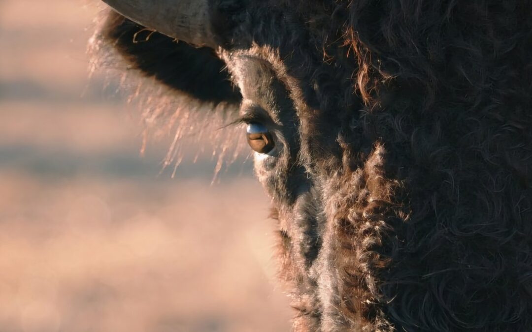 New film tells the buffalo’s story