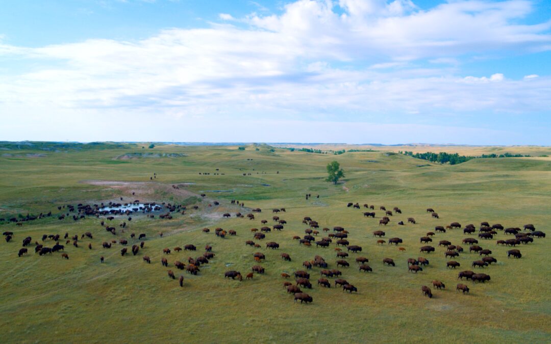 Cree filmmaker tells the story of the buffalo in new documentary