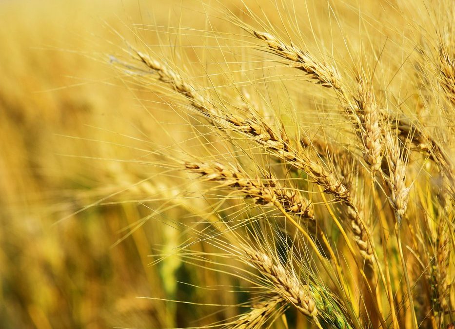 Gene editing leads to drought-resilient wheat