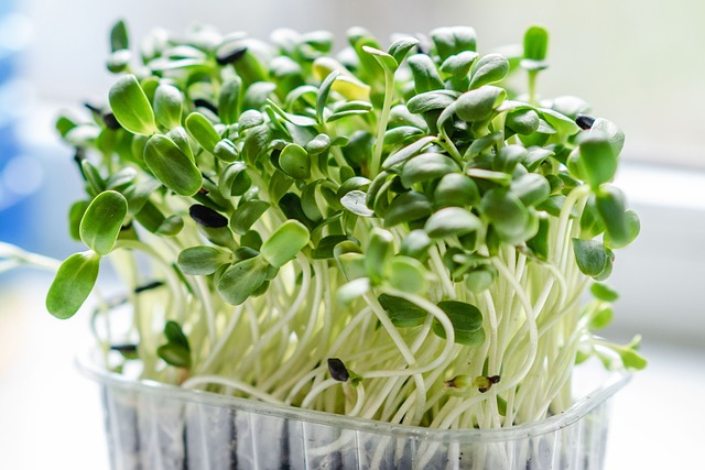 Hungry for knowledge? New course teaches you to grow food