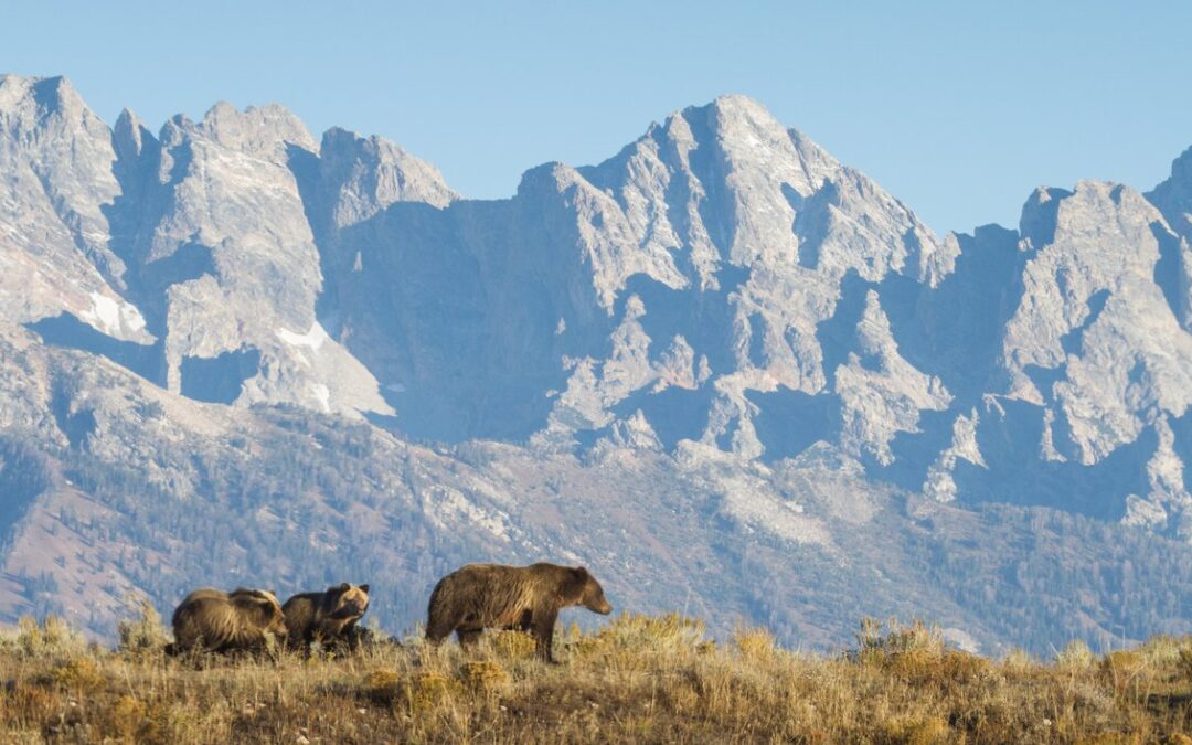 Proposed resort threatens critical wildlife corridor in BC, study says