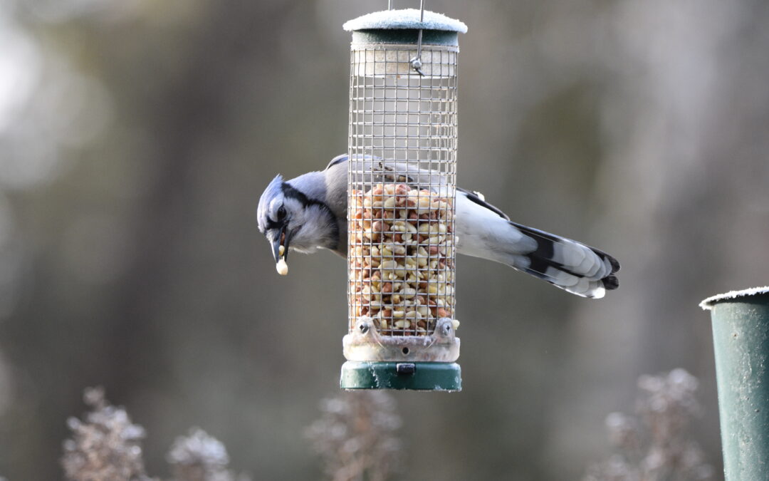 Birds Canada is launching this year FeederWatch Program