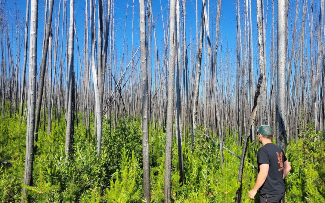Lands damaged by 2017 wildfires in B.C. are being rehabilitated